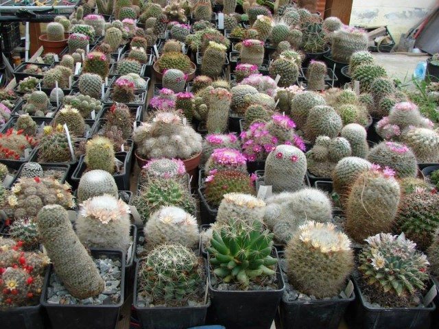 colectia-de-cactusi-prof-mihai-ionescu