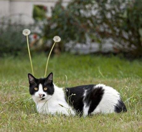 pisicuta cu antene